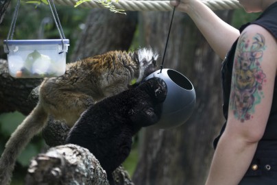 Black lemurs grabbing snacks