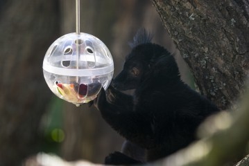 Black lemur eating