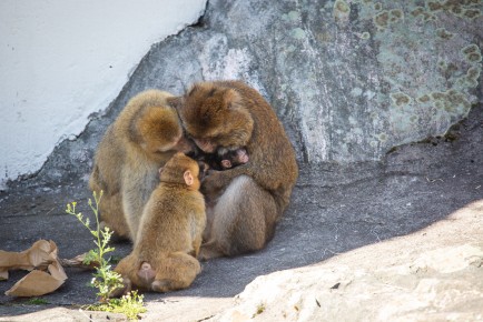 One week old Barbary macaque and family