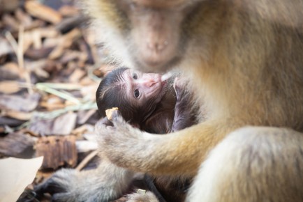 One week old Barbary macaque and family
