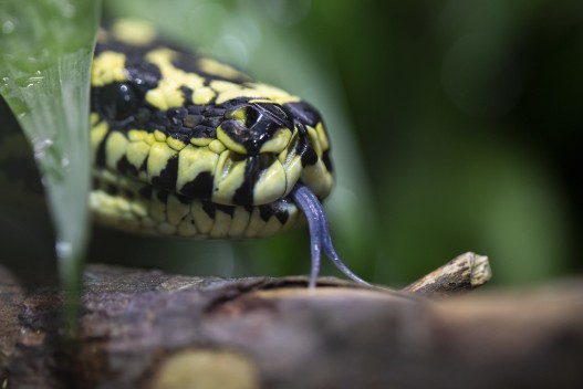 Jungle carpet python closeup
