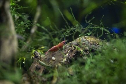 Red sherry shrimp
