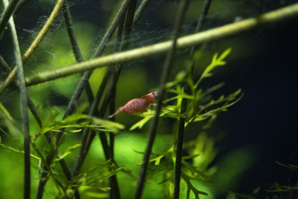 Red sherry shrimp