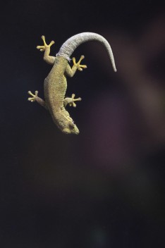 Turqoise dwarf gecko (female)