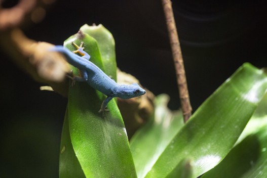 Turqoise dwarf gecko (male)