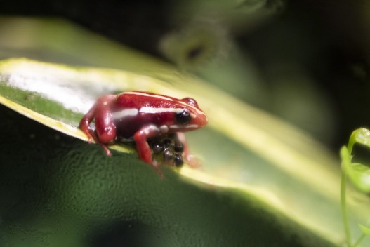 Anthony's poison arrow frog with spawn