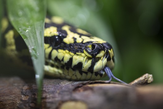 Jungle carpet python  closeup