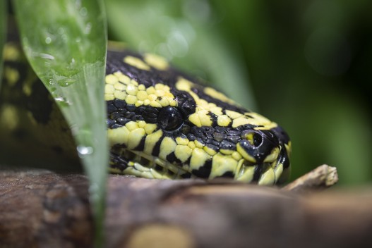 Jungle carpet python