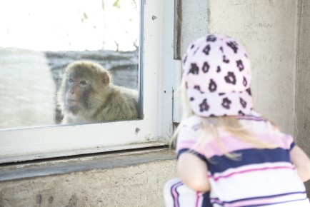 Barbary macaque and a child