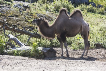 Domestic Bactrian Camel