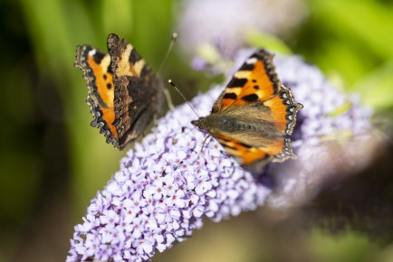 Butterflies (Aglais urticae) in Pollinator Park