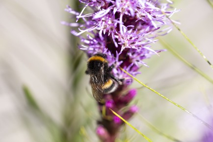 Bumblebee in the Pollinator Park