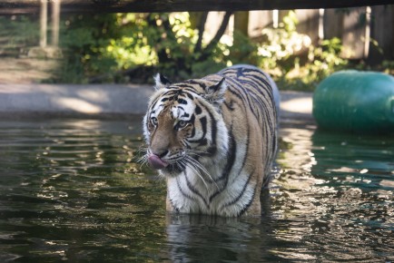 Amur tiger chilling in the water
