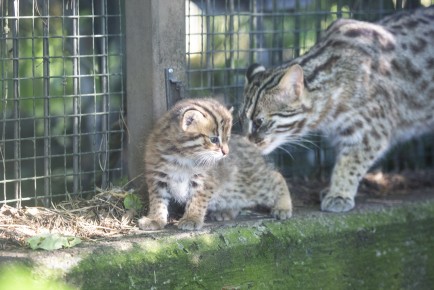 Amur leopard cat mom and kitten