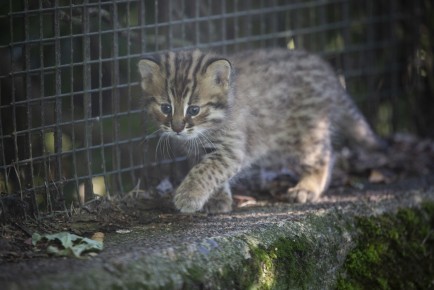 Amur leopard cat kitten