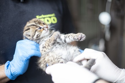 First vet check-up for Amur leopard cat kittens