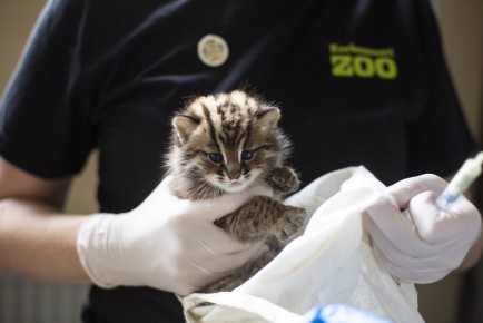 First vet check-up for Amur leopard cat kittens