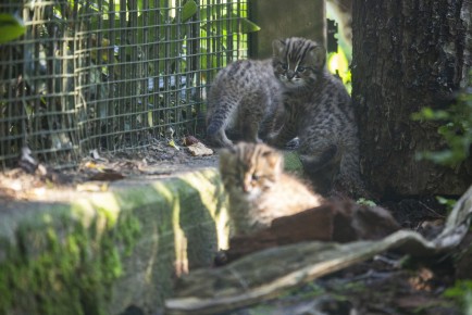 Amur leopard cat kittens