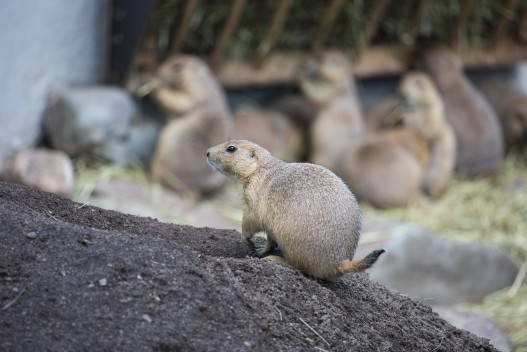 Black-tailed prairie dog keeping guard as the others are eating