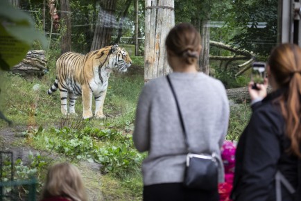 People looking at the Amur tiger (female)