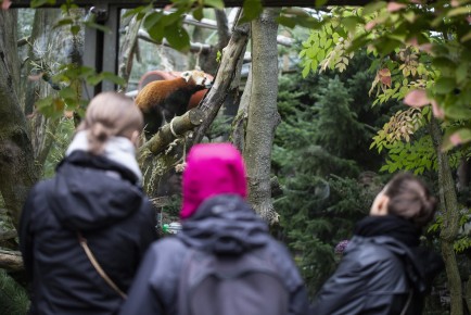 People watching the red panda
