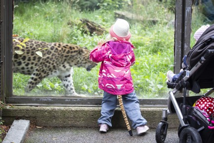 People watching the Amur leopard