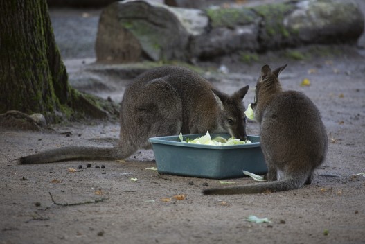 Red wallaby eating