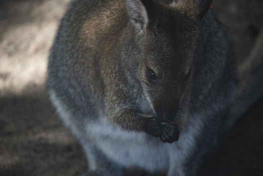 Red wallaby eating