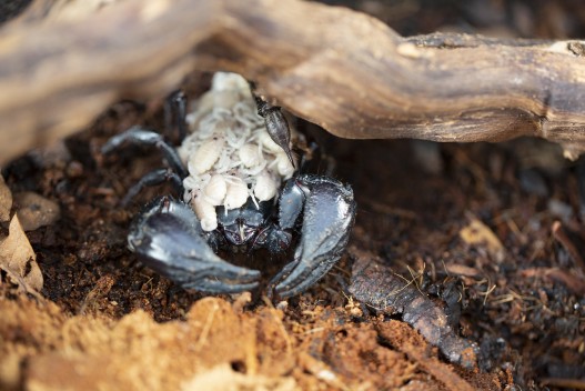 Malaysian forest scorpion with offspring on its back