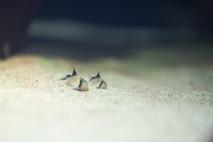 Sand’s cory (young)