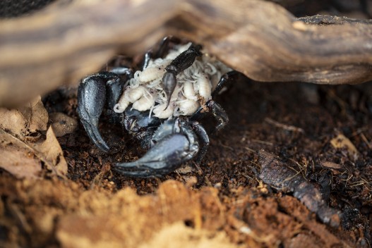 Malaysian forest scorpion with offspring on its back