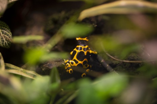 Yellow-banded poison arrow frog