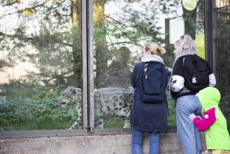 People looking at the snow leopard
