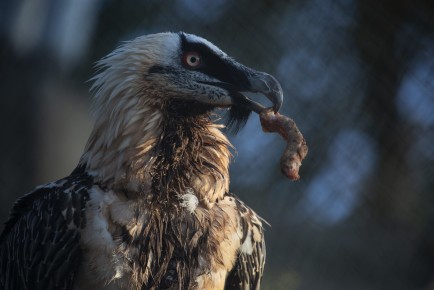 Bearded vulture eating