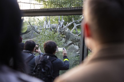 People looking at the snow leopard
