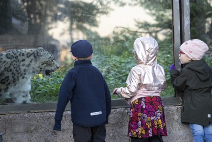 Kids looking at the snow leopard