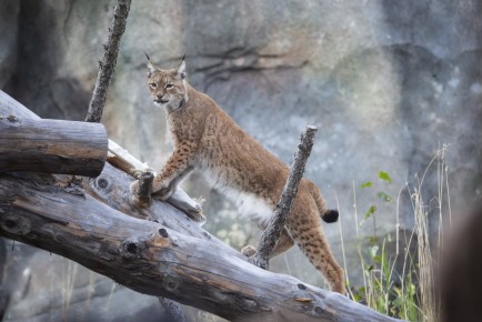 Lynx eating