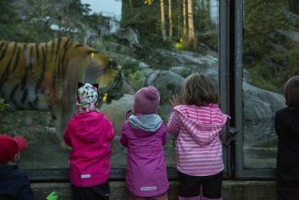 Kids looking at the Amur tiger
