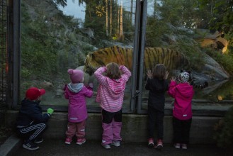 Kids looking at the Amur tiger