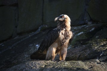 Bearded vulture