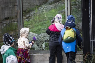 Kids looking at the snow leopard
