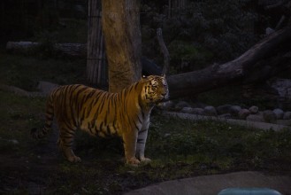 Amur tiger (male) at night