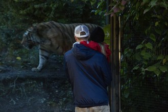 People looking at the Amur tiger