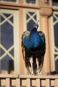 Peacock in front of Pukki restaurant