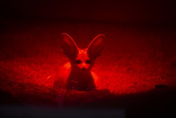 Young Fennec fox under infrared lamp