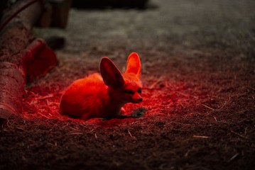 Fennec fox (male) under infrared lamp