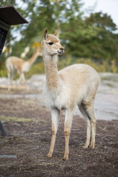 One-year-old vicuna
