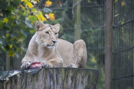 Asiatic lion eating