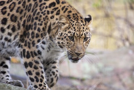 Amur leopard (young female)
