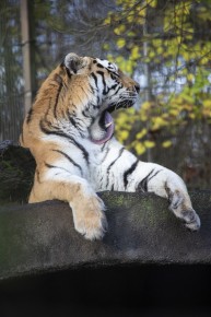 Amur tiger (male) washing himself